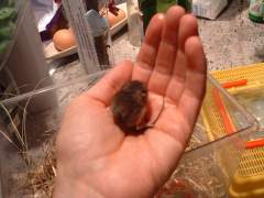 Carolyn's mouse