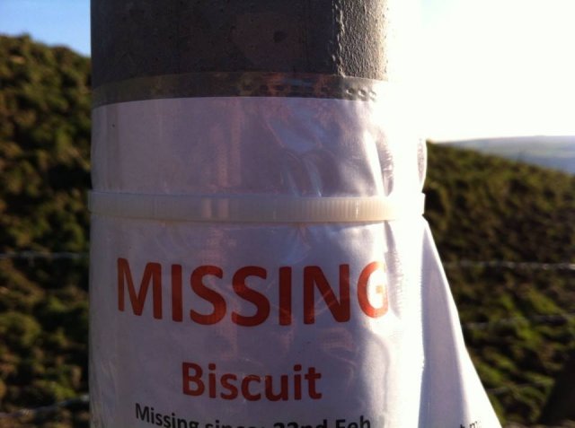Missing biscuit