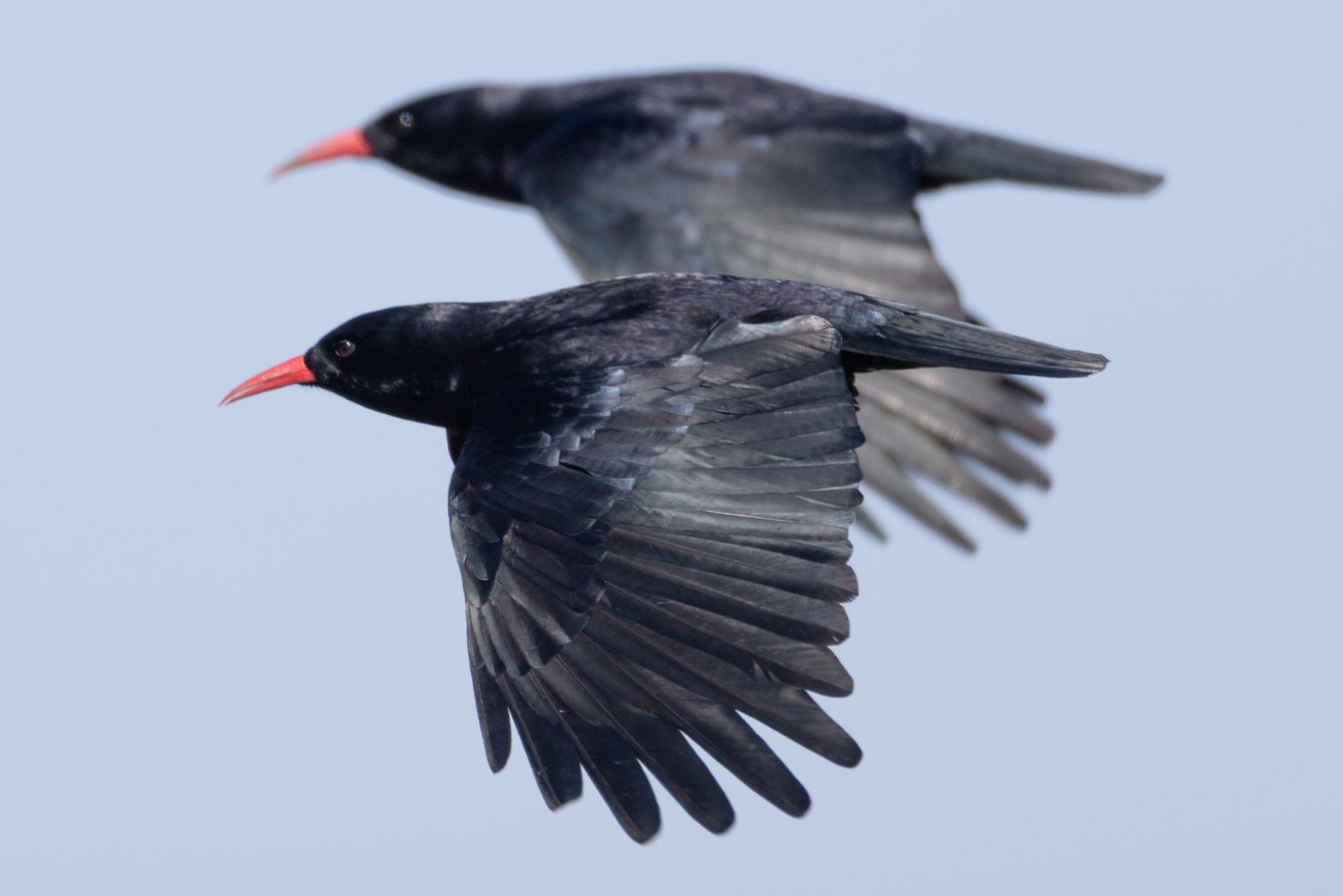 Choughs