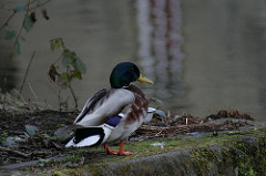 Pensive duck